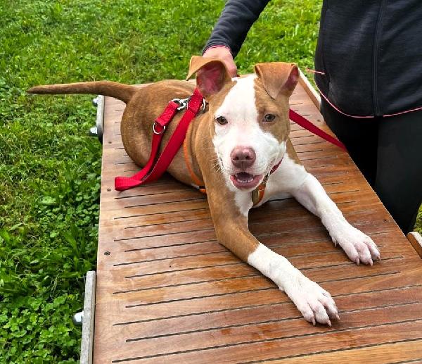 NALA BELLISSIMA CUCCIOLA Foto 2